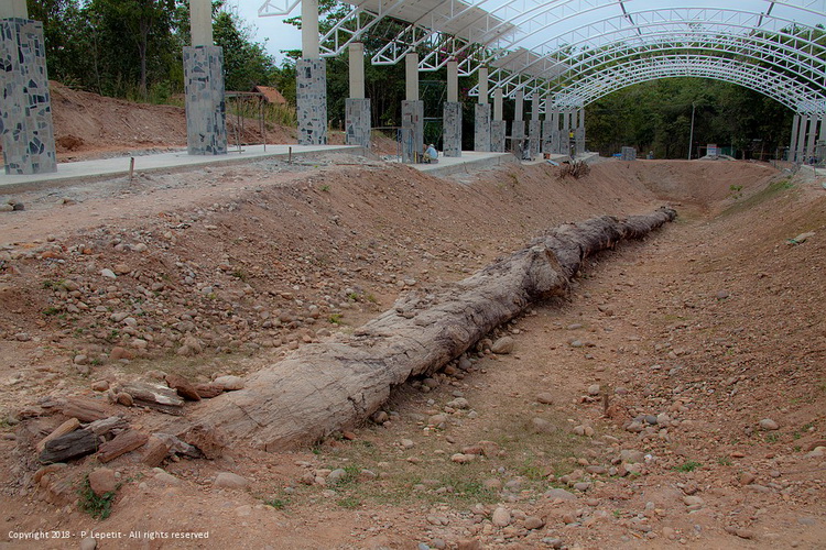 Petrified Wood Park