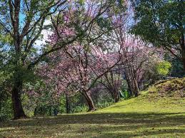 Mae Lao–Mae Sae Forest Park